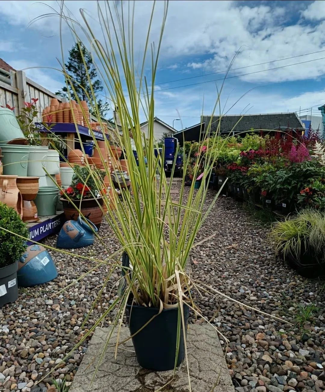 XL_Pampas_Grass_in_5L_Pot.jpg