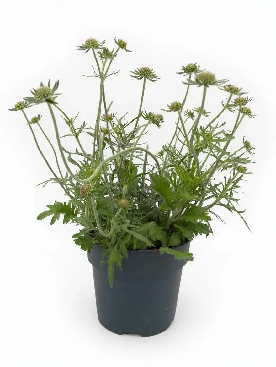 Purple_Scabiosa_Plant-2.jpg