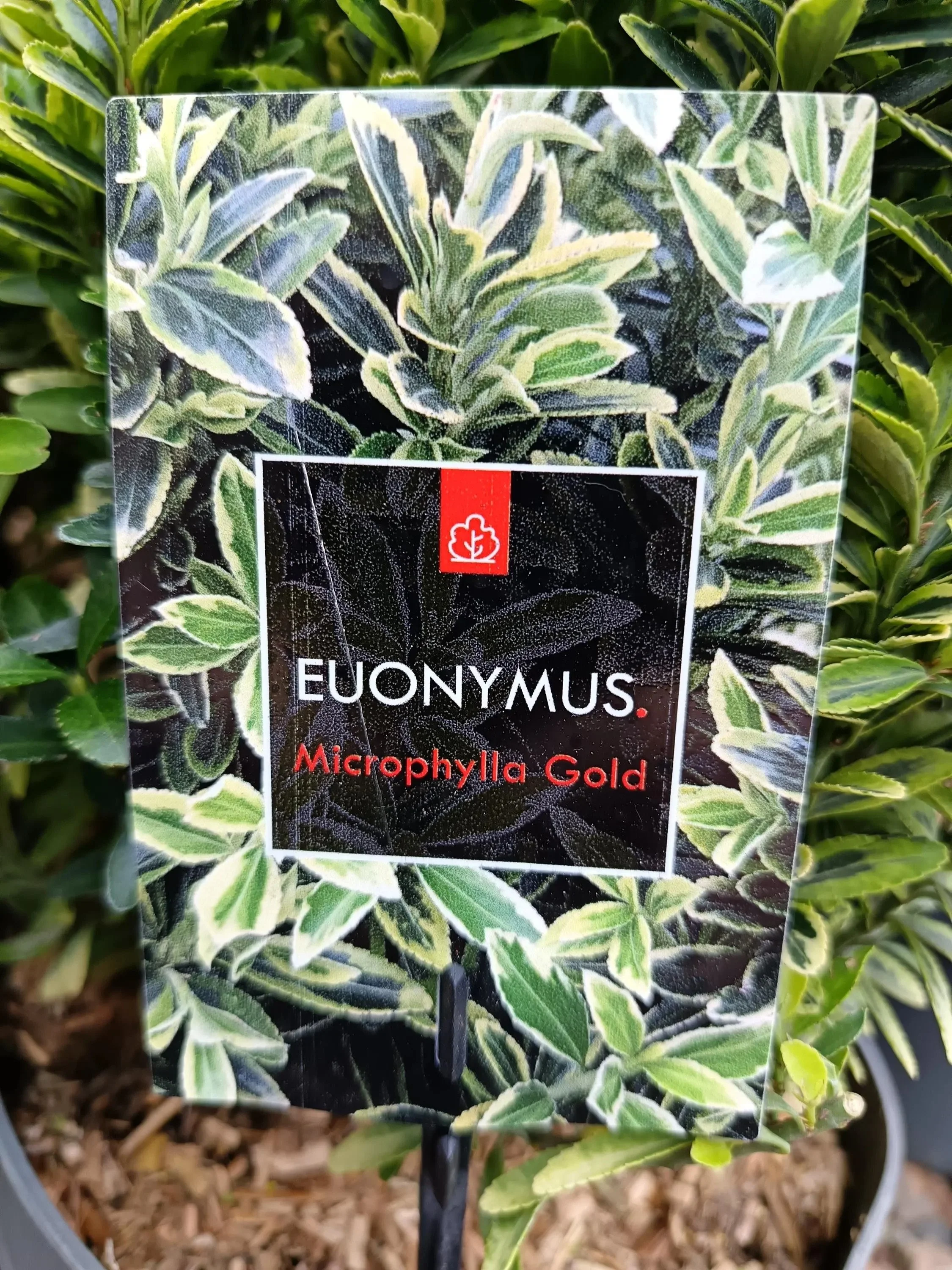 Euonymus_5L-GOLD-1.jpg