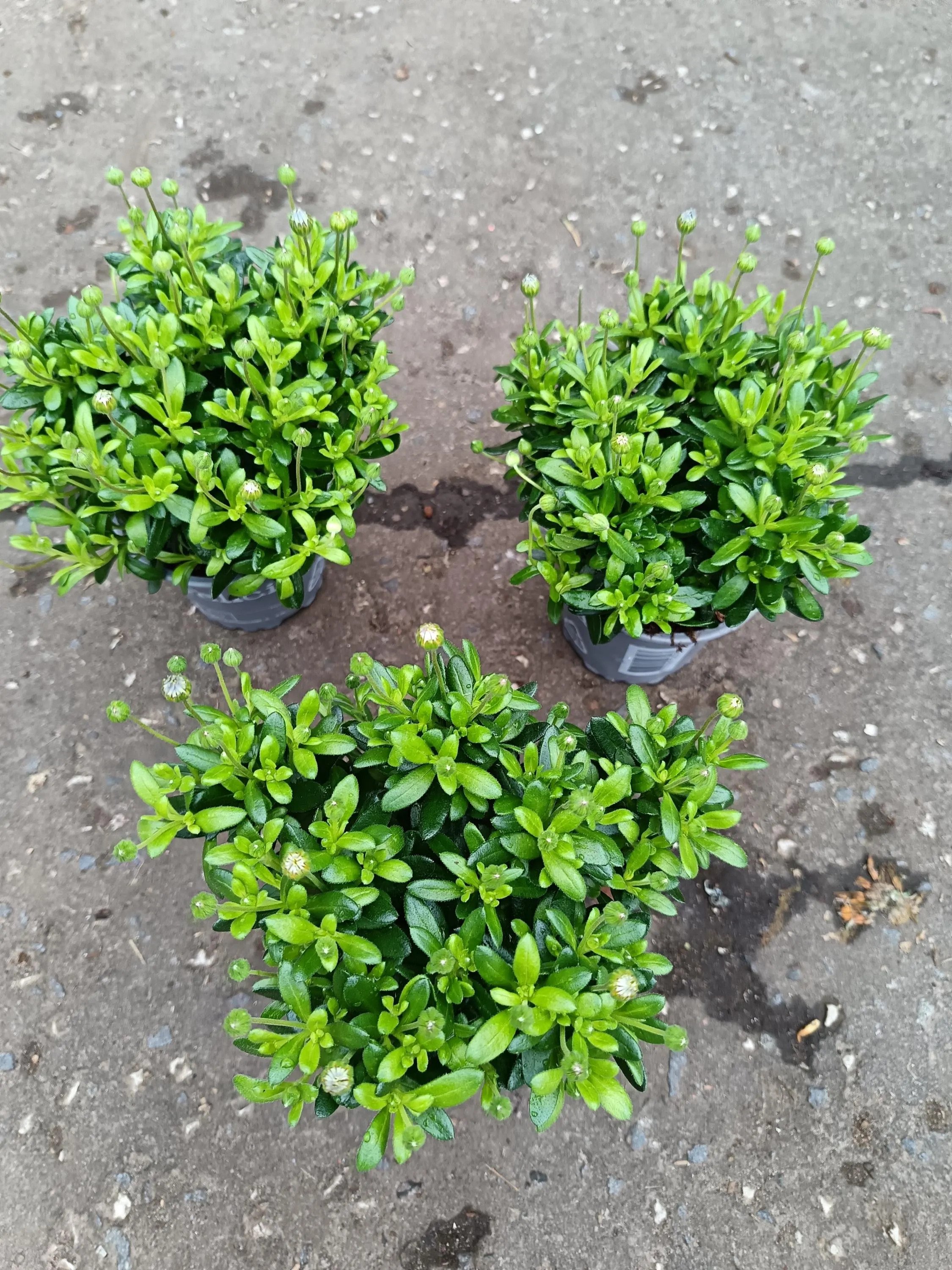 Felicia_Blue_Daisy_Plant-4.jpg