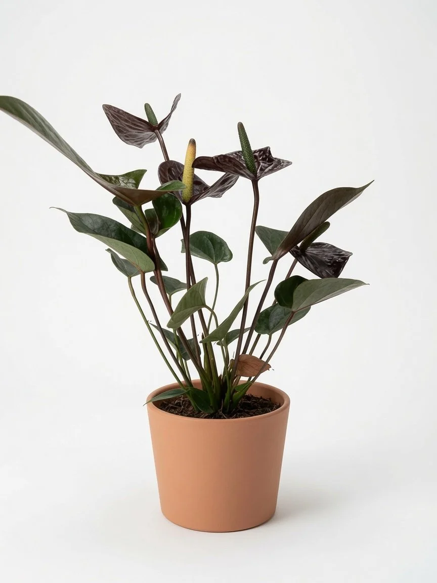Anthurium_Houseplant-Black-3.jpg