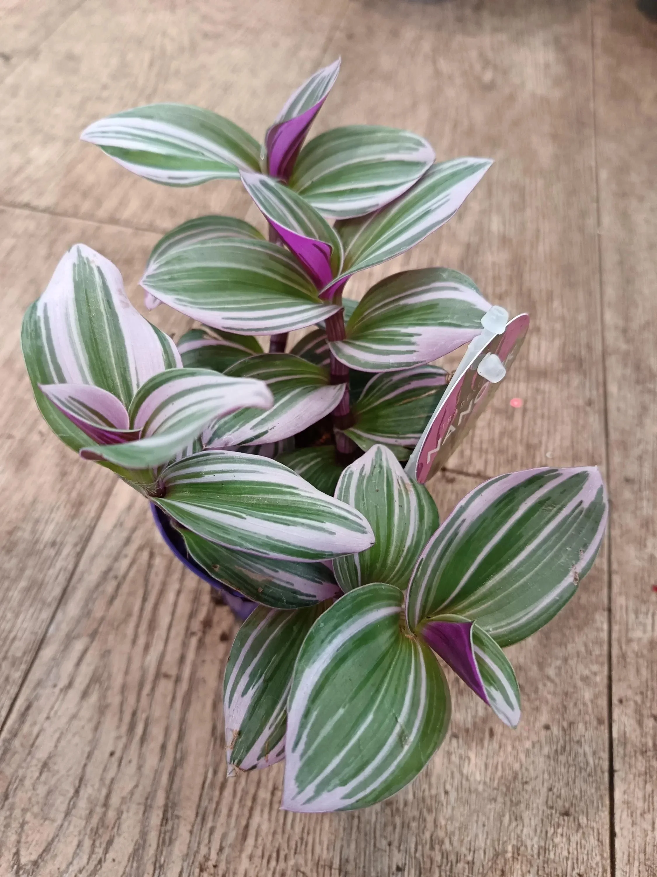 Tradescantia_Nanouk_Plant-2.jpg