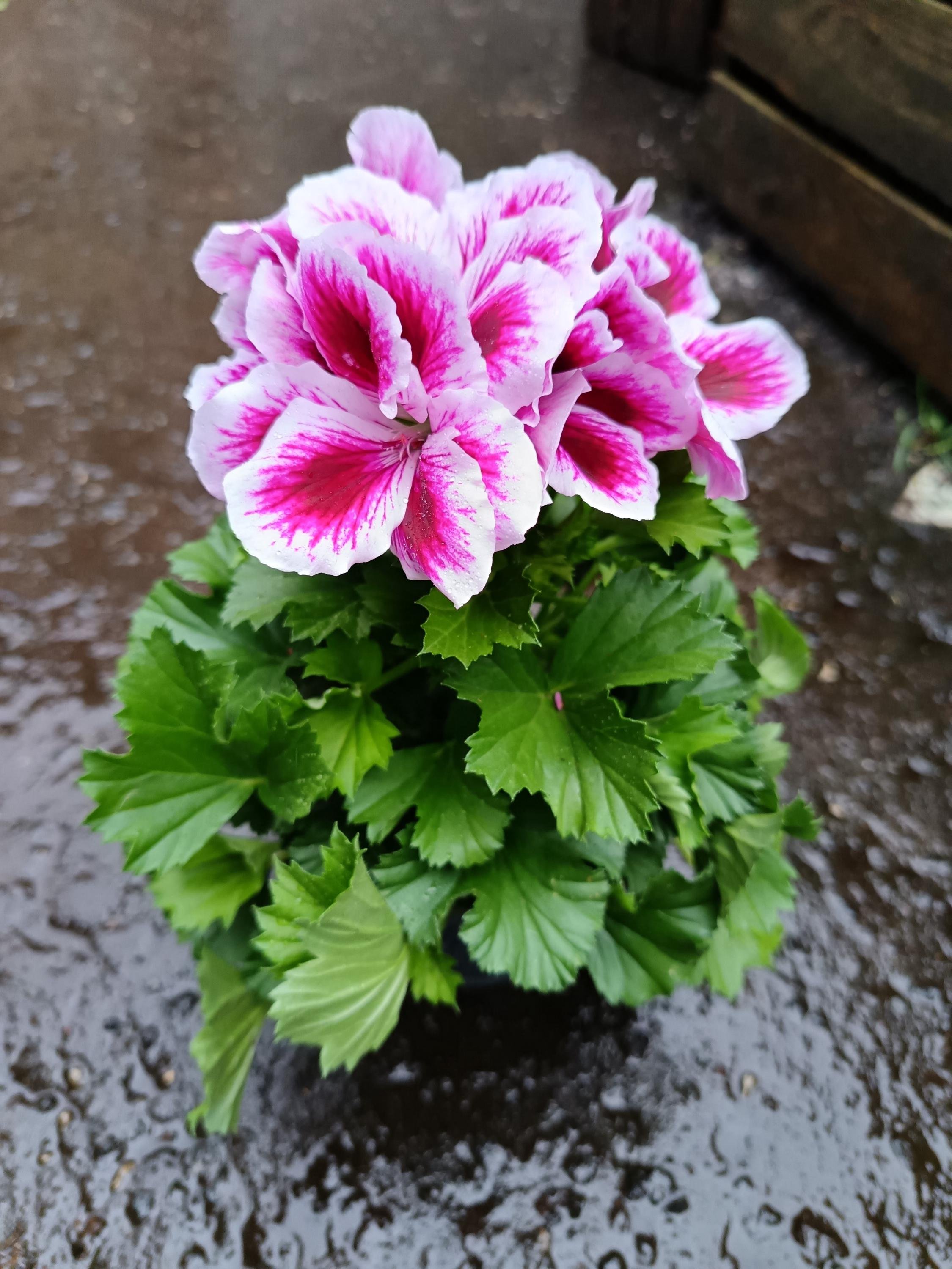 Pelargonium_Plant-7.jpg