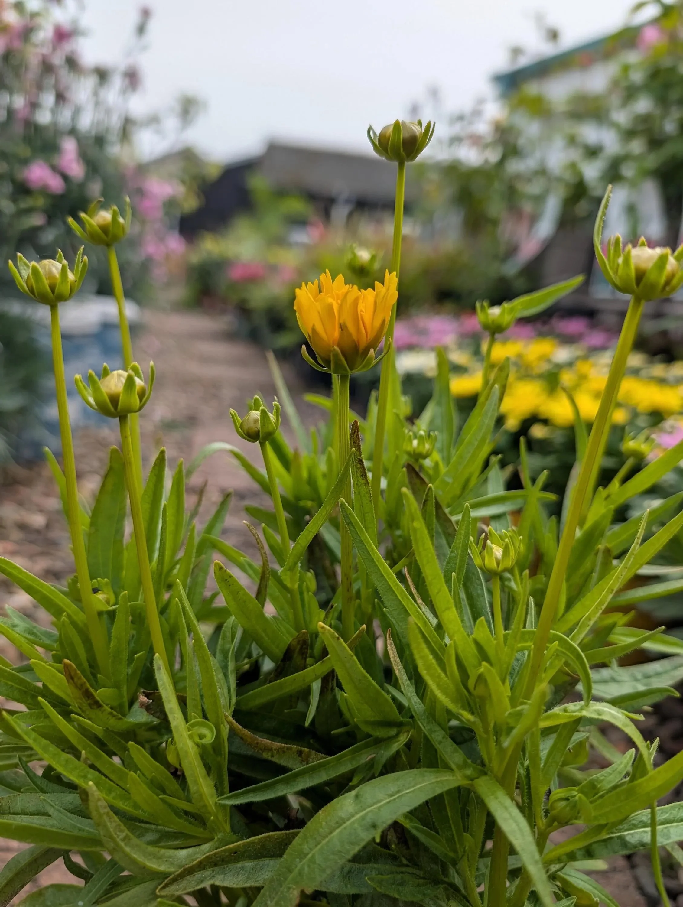 Coreopsis_Yellow_1L-1.jpg