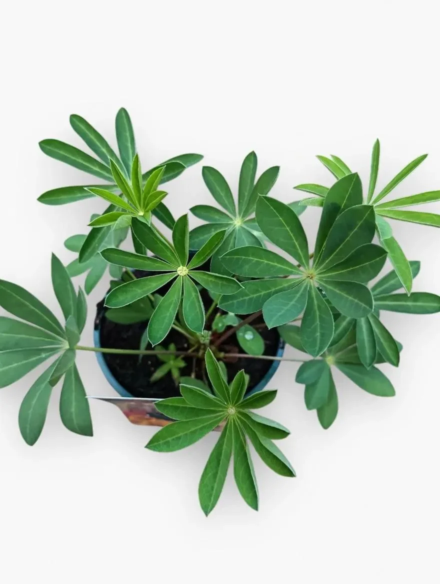 Lupin_Perennial_Plant-6.jpg