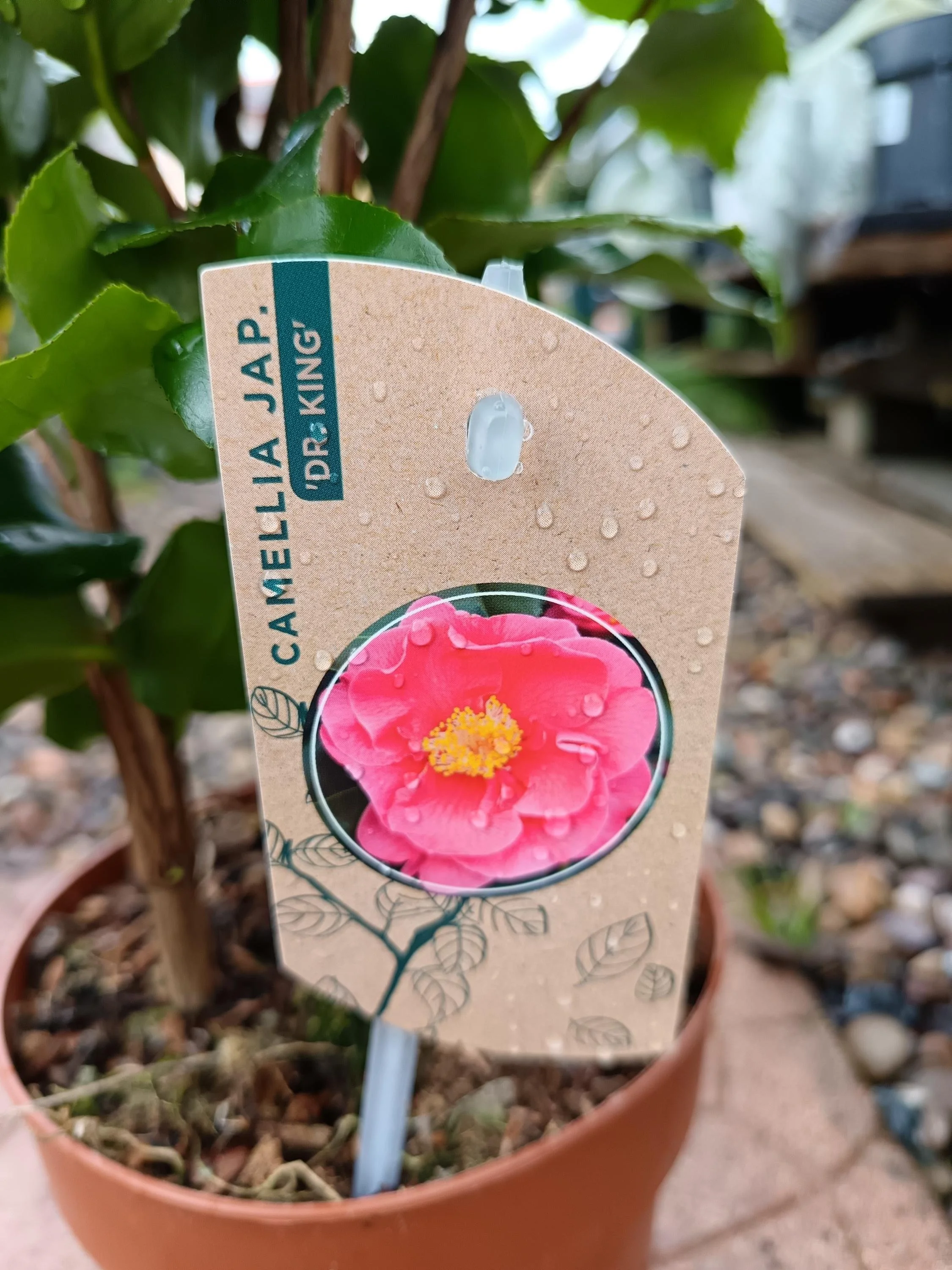 Camellia_Evergreen_Shrub_2-3.jpg