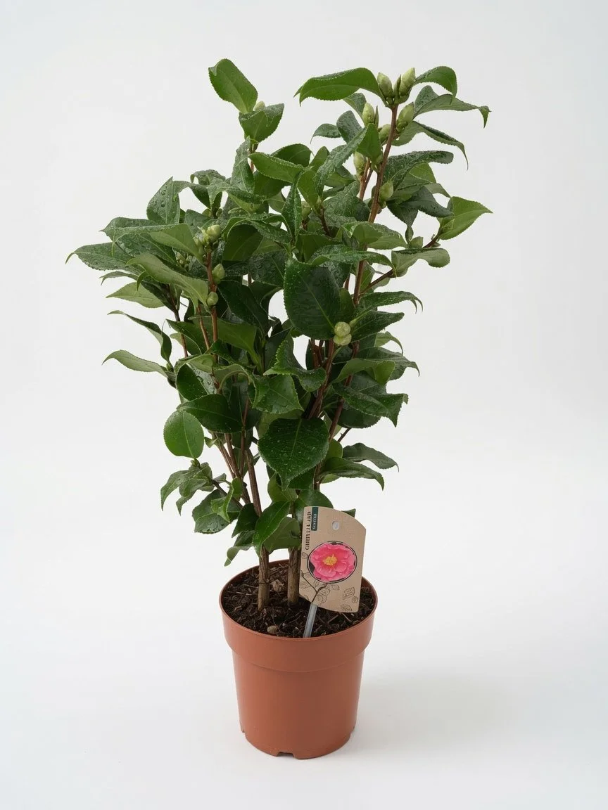Camellia_Evergreen_Shrub_2-Front.jpg