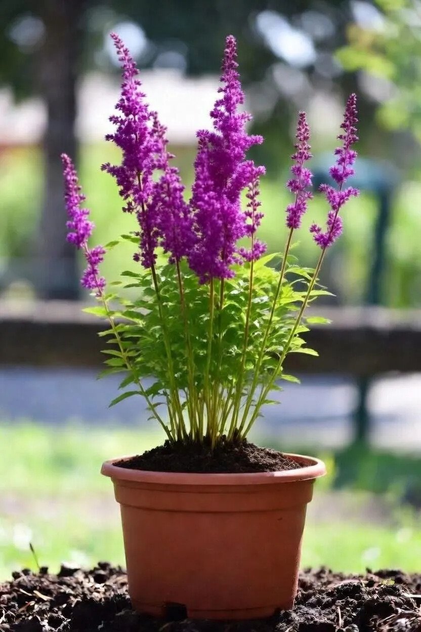 Astilbe_Plants-Purple.jpg