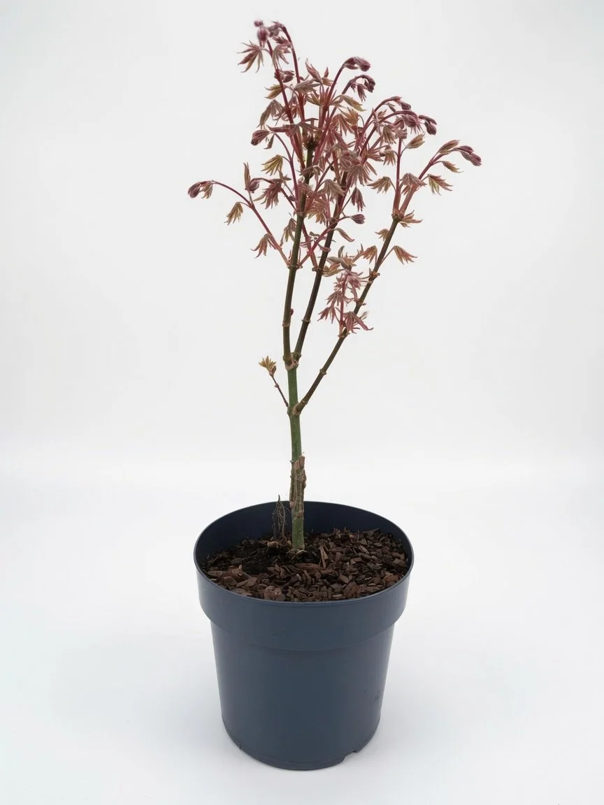 Acer_Sumi-Front.jpg