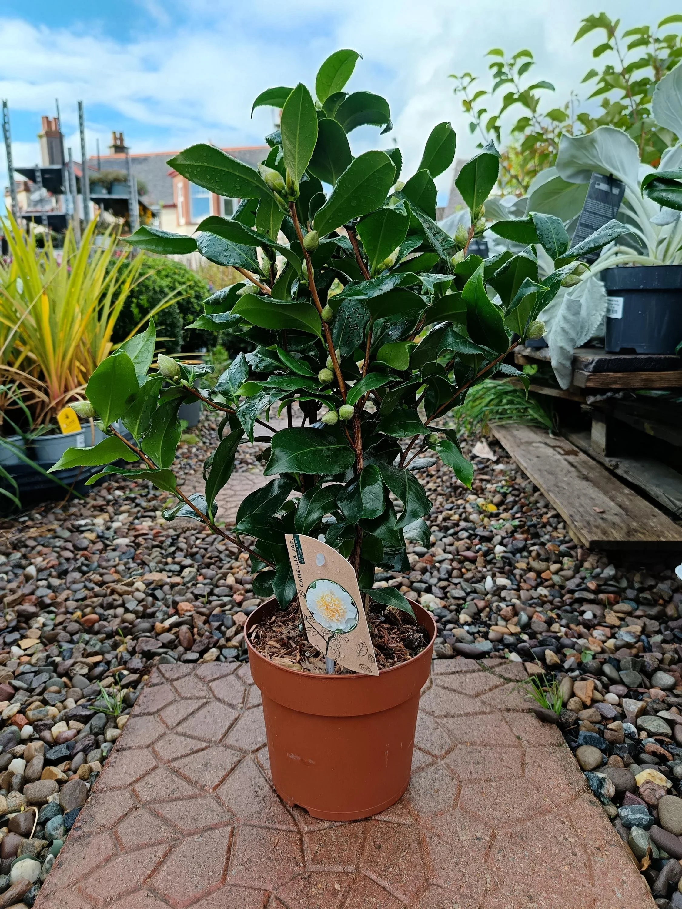 Camellia_Evergreen_Shrub_2.jpg