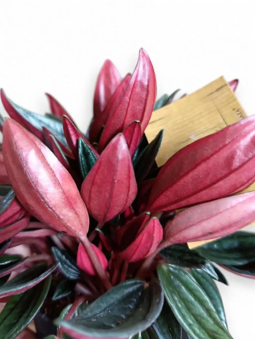Peperomia_Caperata_Rosso-4.jpg
