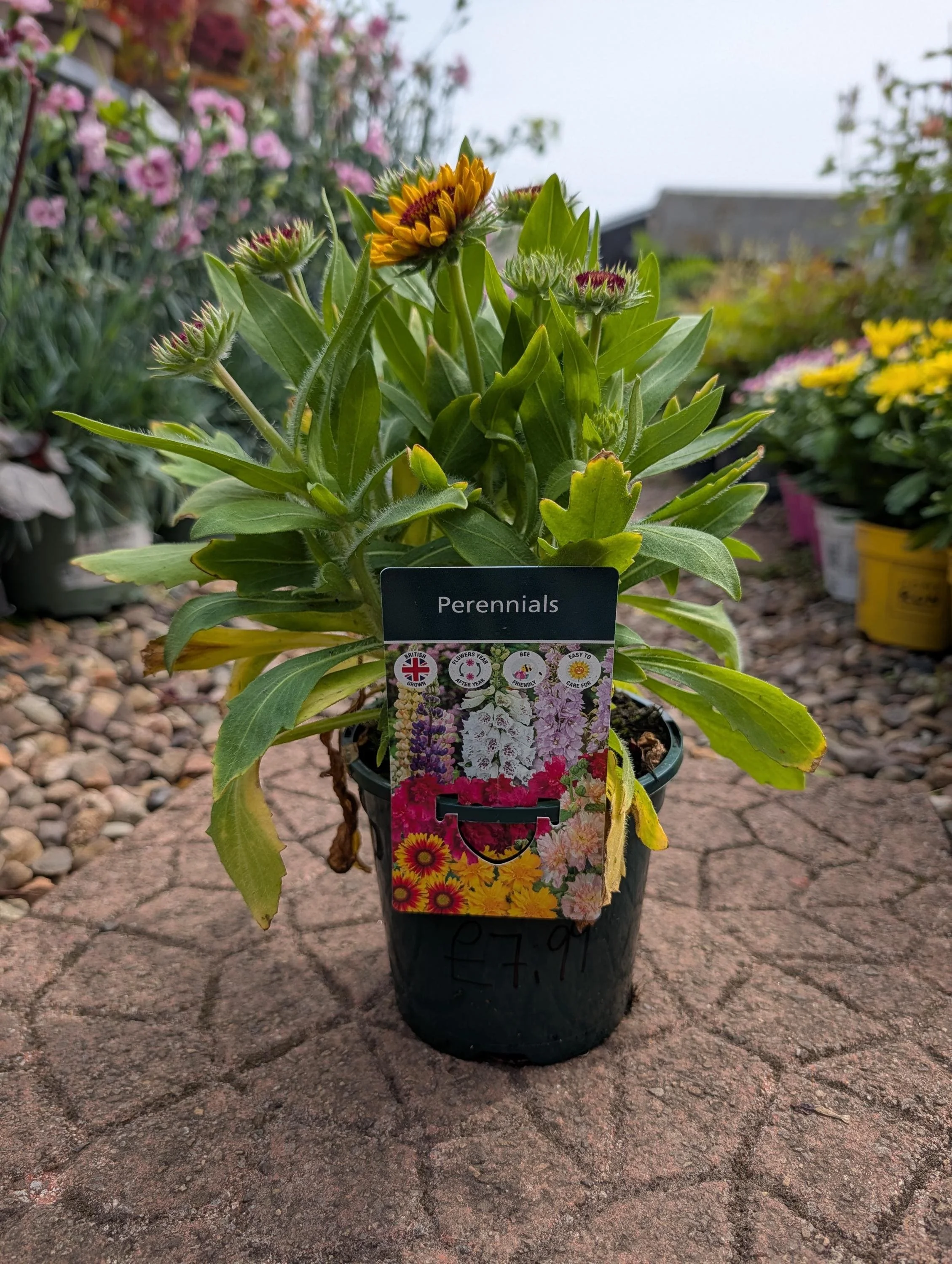 Live Gaillardia Blanket Flower Plant (1L Pot) - Vibrant Perennial