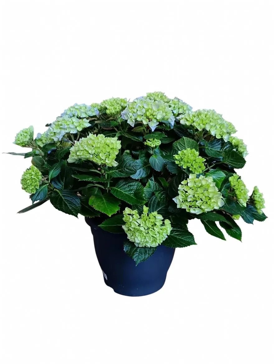 Blue_Hydrangea_Shrub-3.jpg