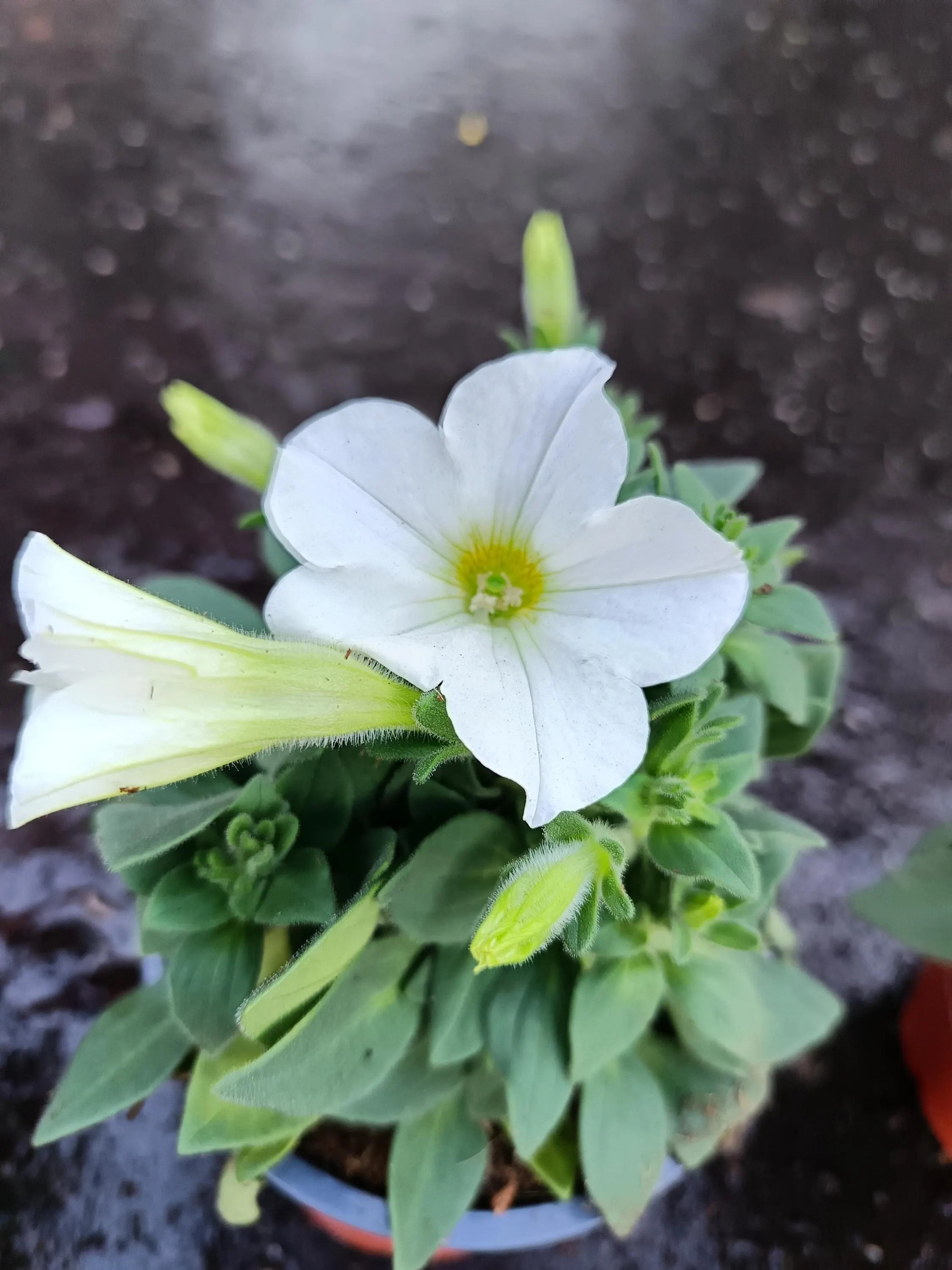 Petunia_Plants-7.jpg