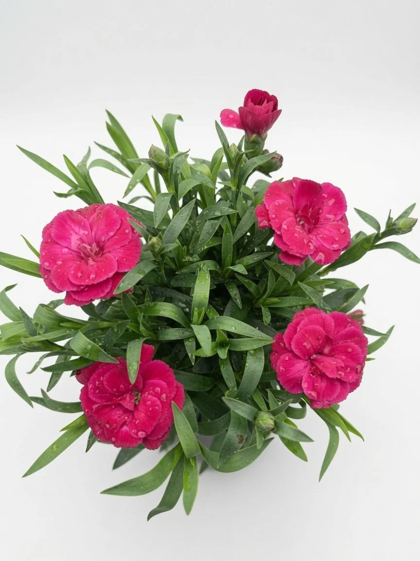Bright-Pink_Dian.jpg