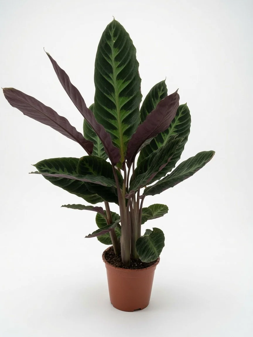 Calathea_Warscewiczii-Front.jpg