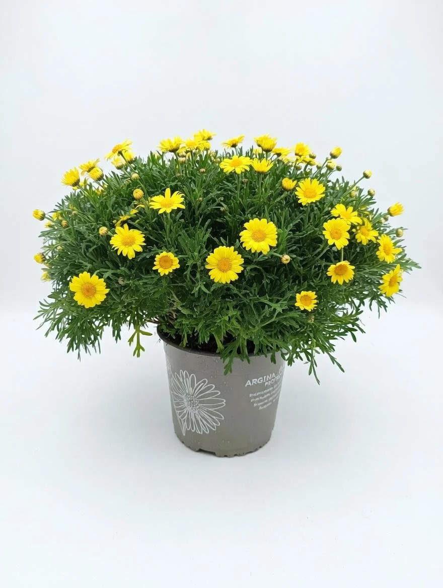 Yellow_Marguerite_Daisy_Plant-6.jpg