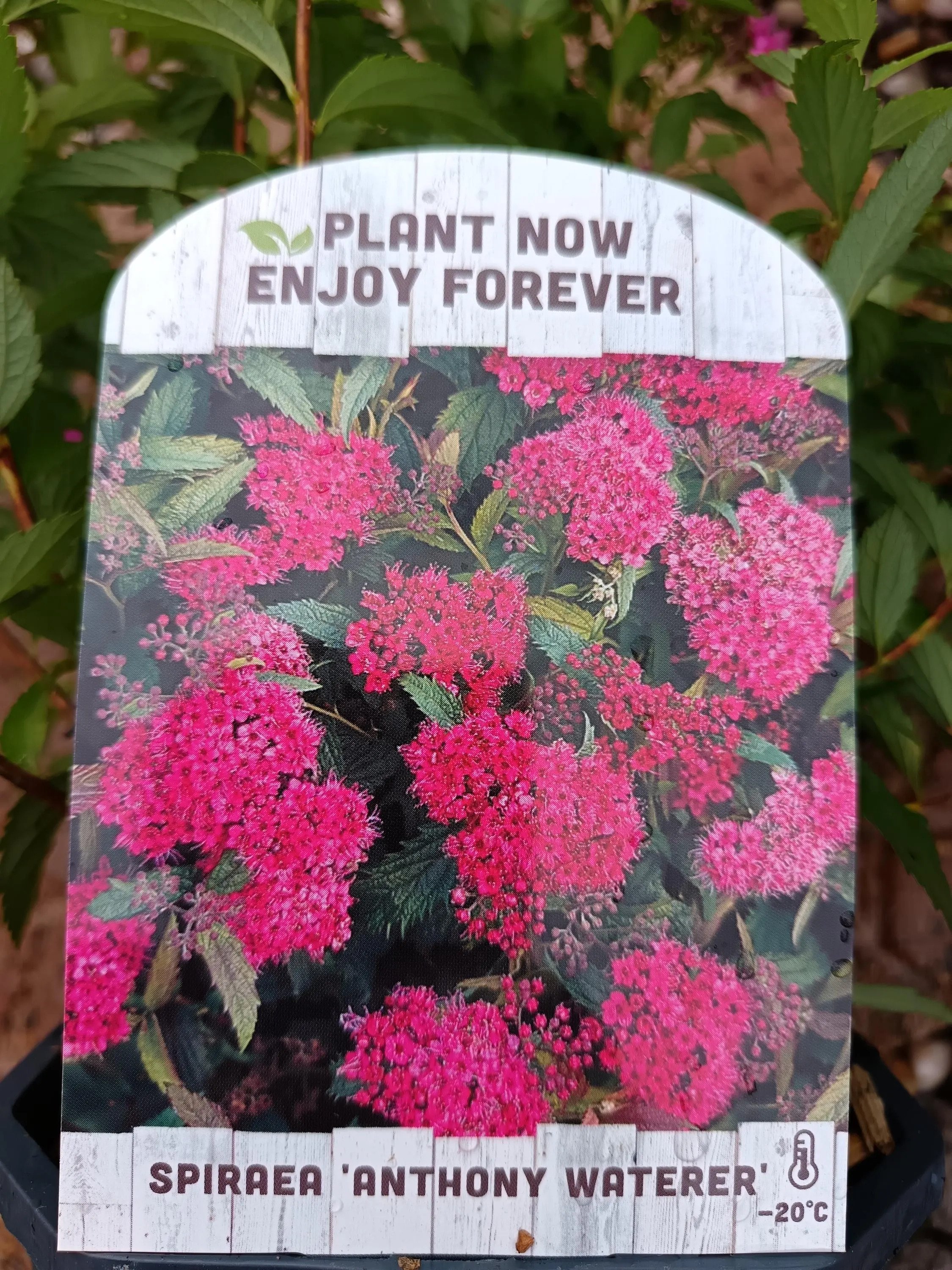 Spirea_Shrub-4.jpg