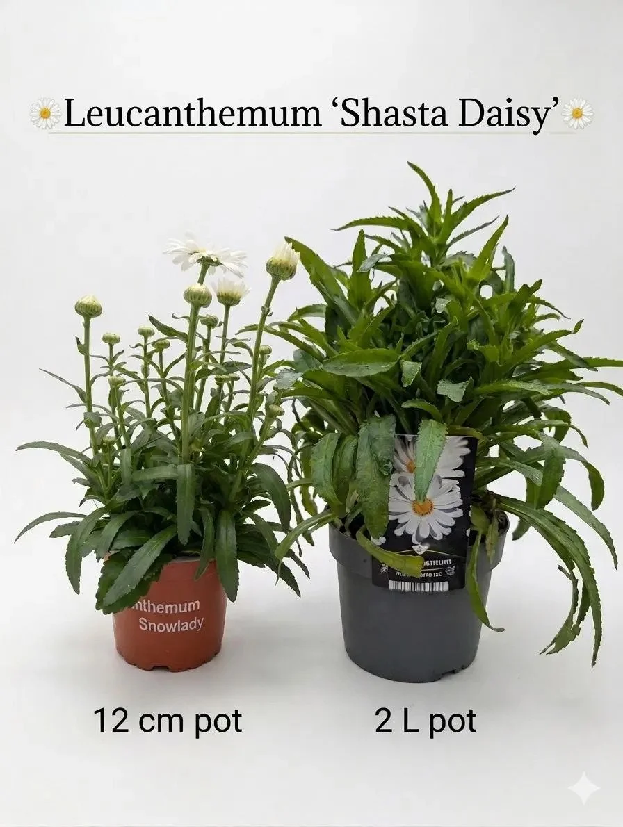 White Shasta Daisy Plant - 12cm or 17cm Pot Options