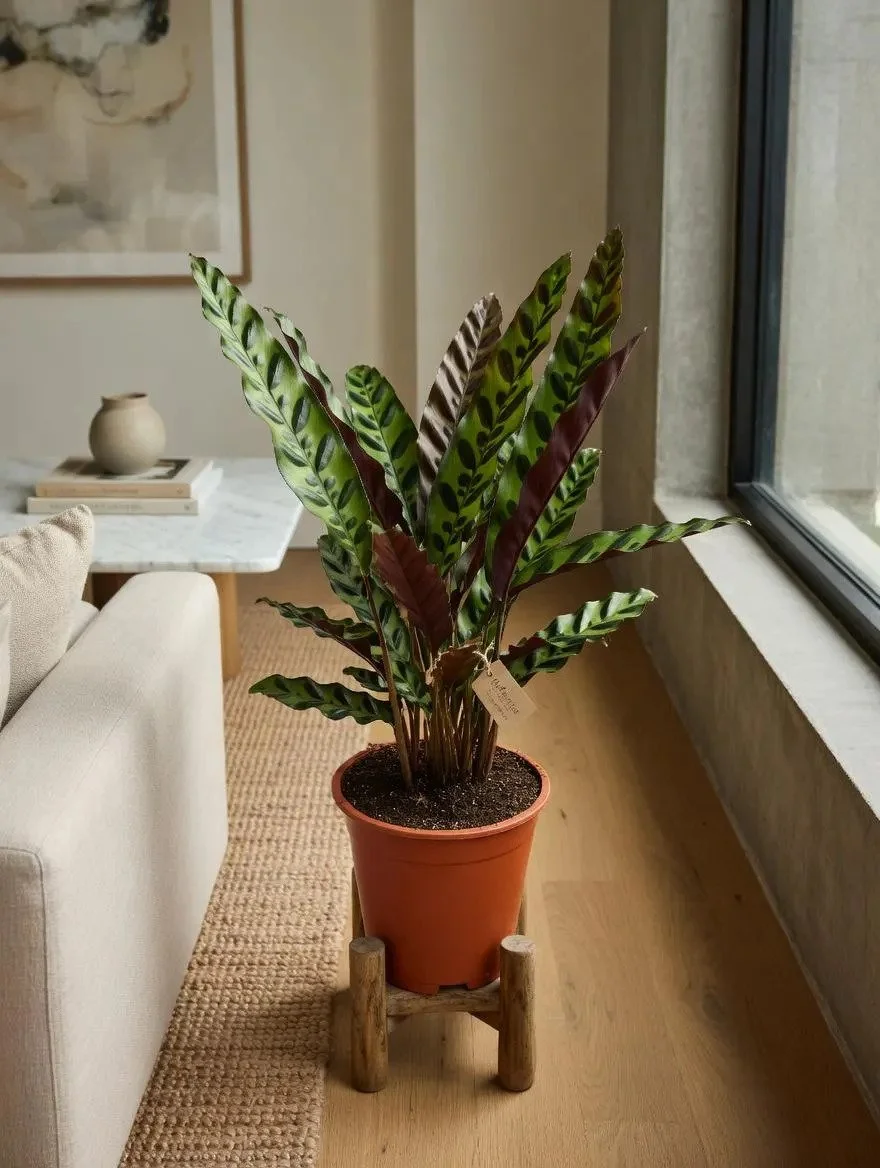 Calathea Lancifolia | 60-70cm Tall Indoor Plant | 19cm Pot | Live Houseplant | Low Light | Pet Safe | Tropical Foliage | Air Purifying Plant