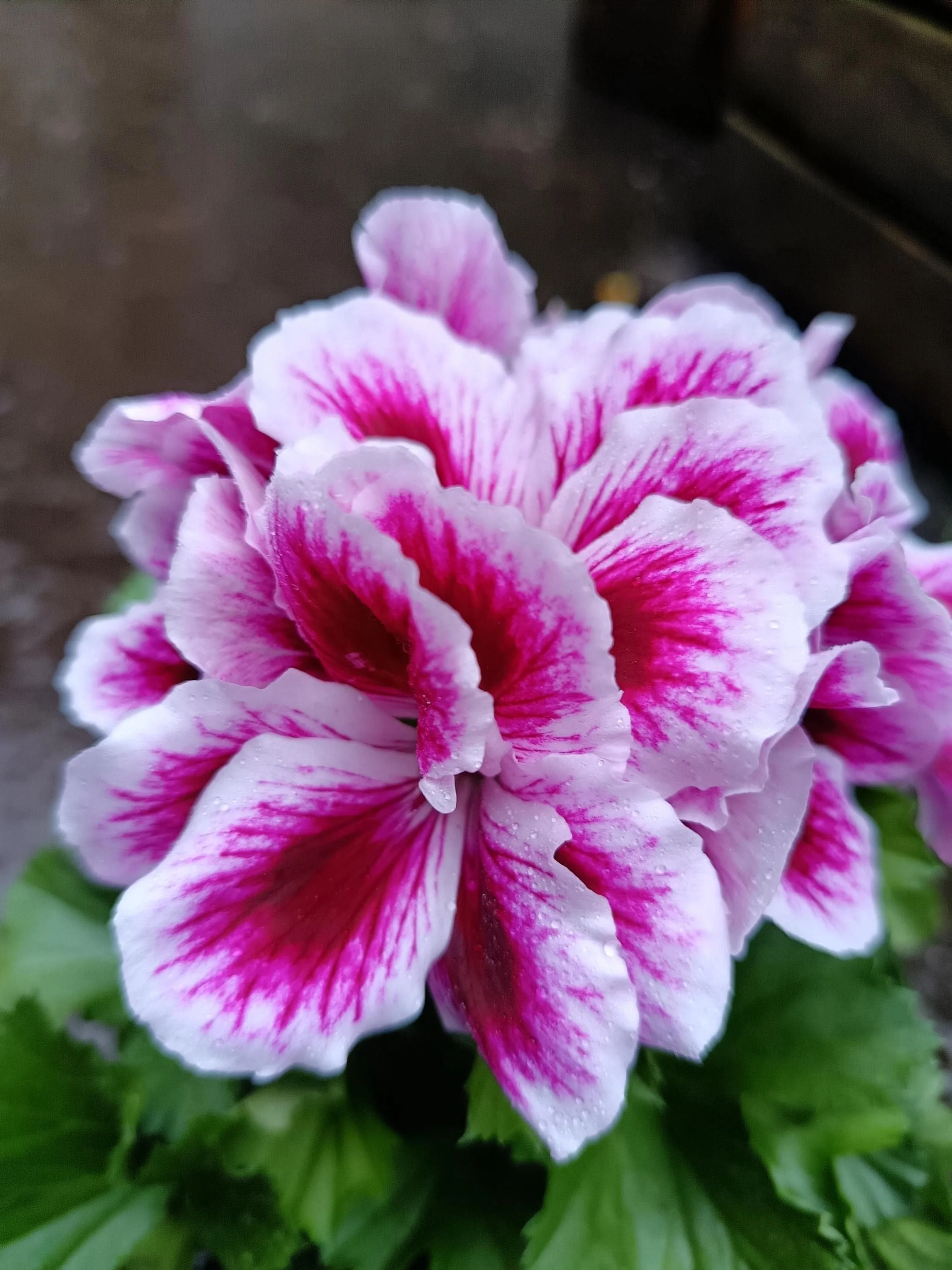 Pelargonium_Plant-6.jpg