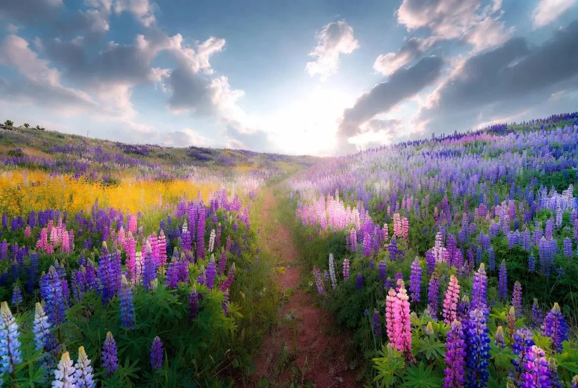 Lupin_Perennial_Plant-2.jpg