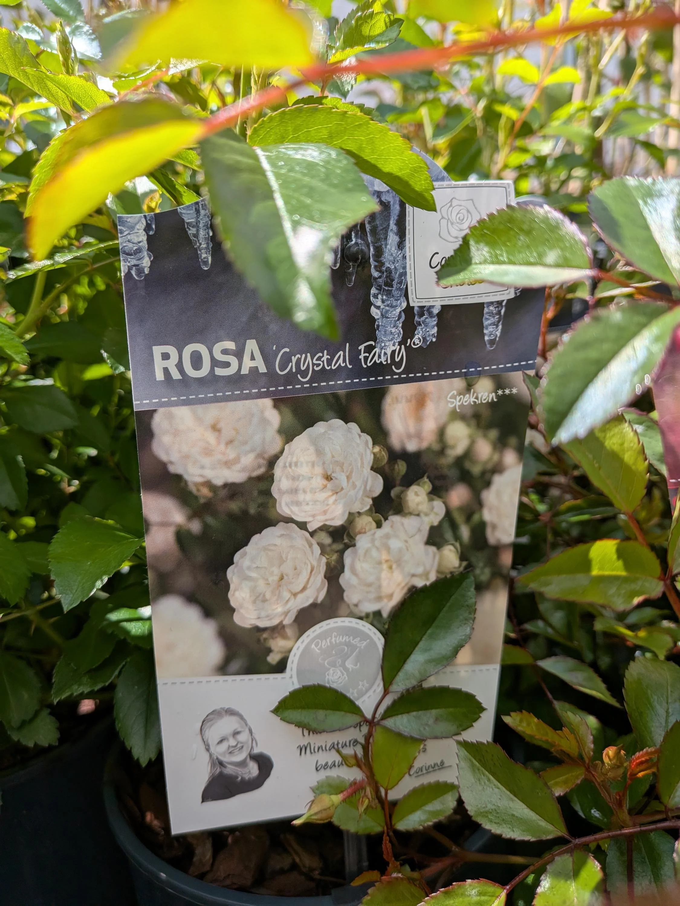 Garden_Roses-White.jpg