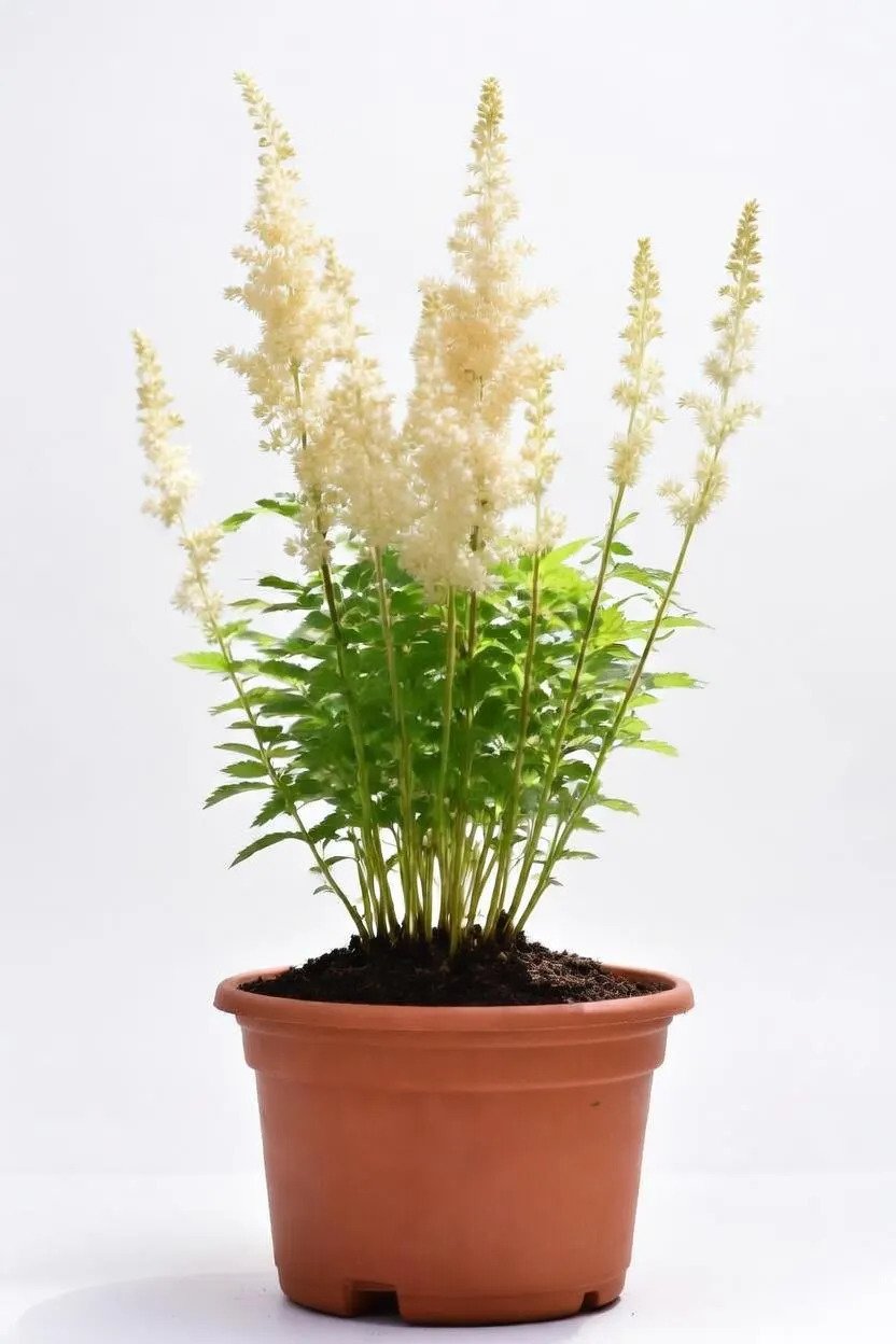 Astilbe_Plants-BW-2.jpg