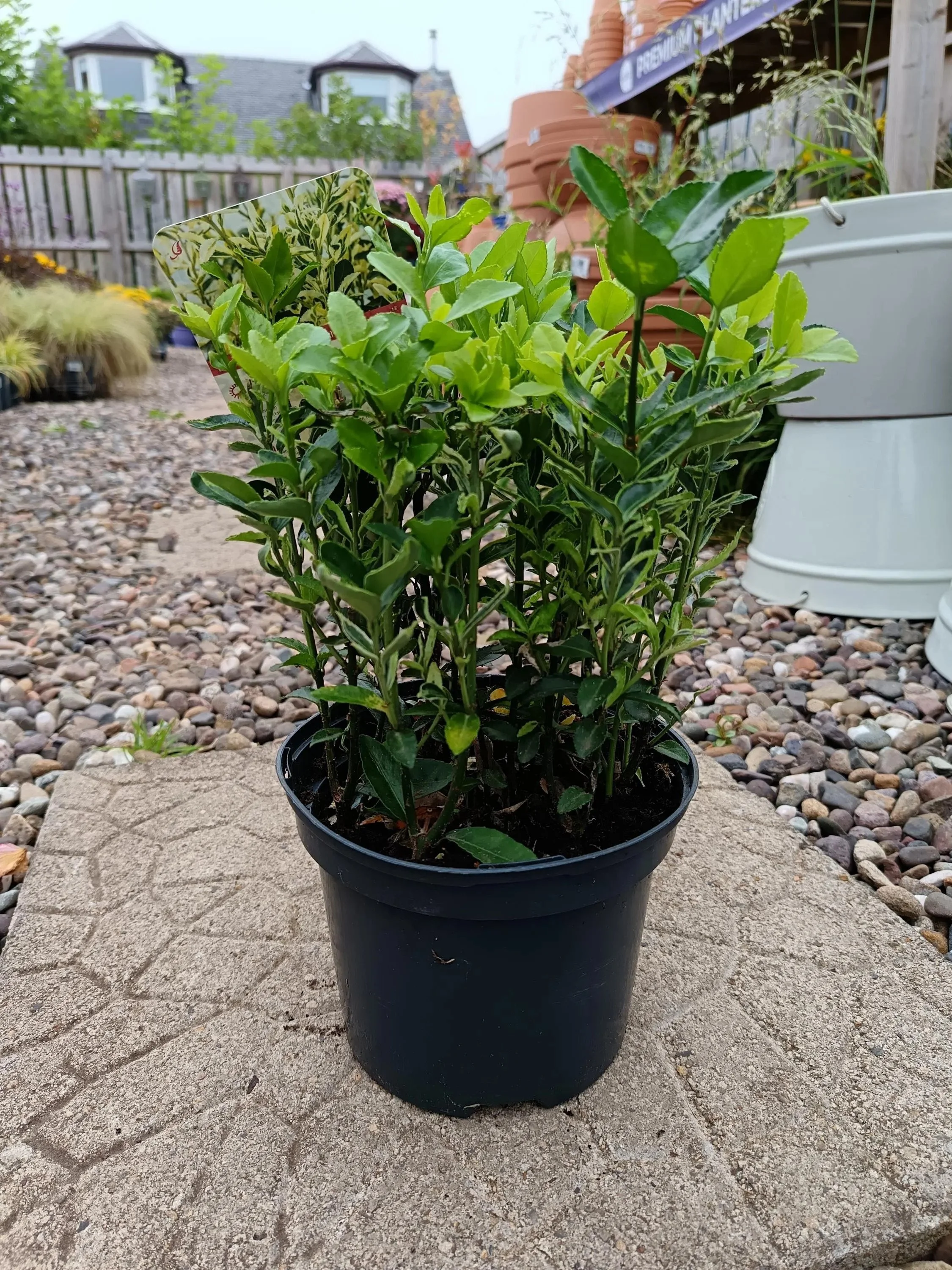 Euonymus_Japonicus-2.jpg