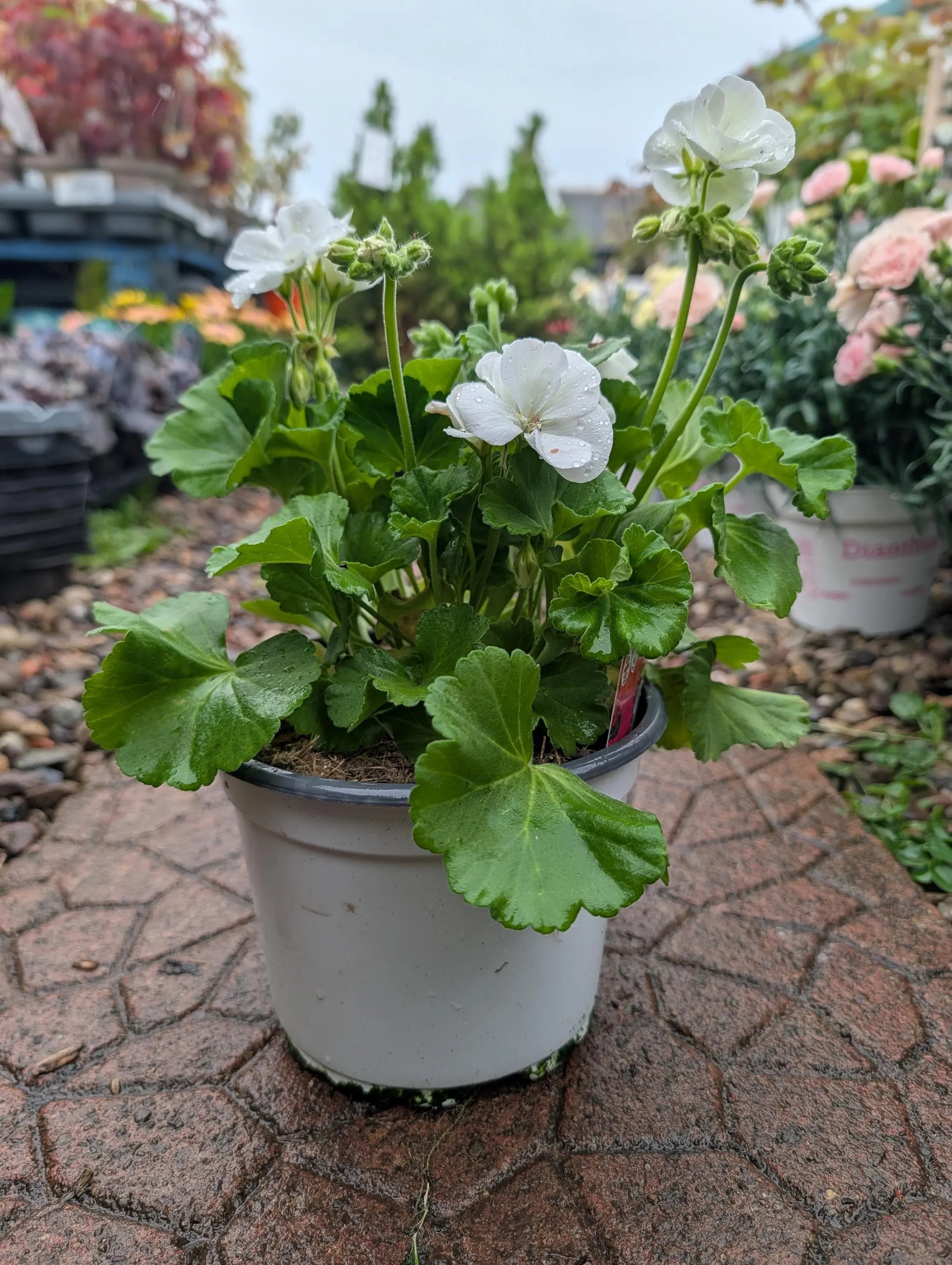 Geranium_Plant-White.jpg