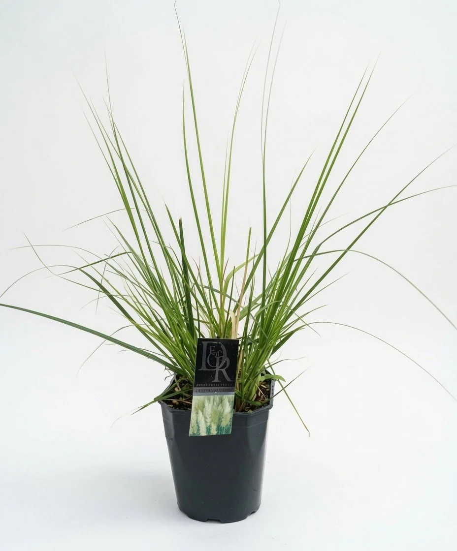 XL_Pampas_Grass_in_5L_Pot(2).jpg