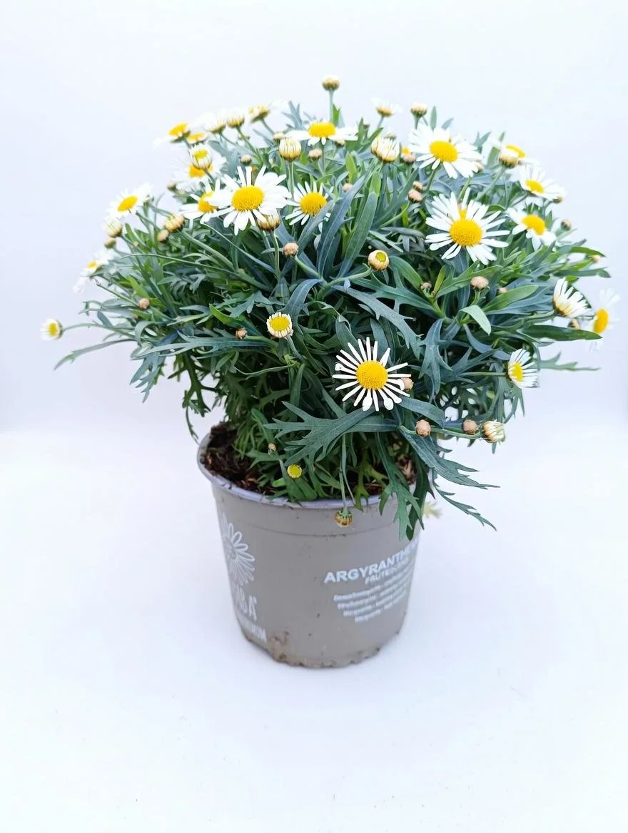 White_Marguerite_Daisy_Plant-4.jpg