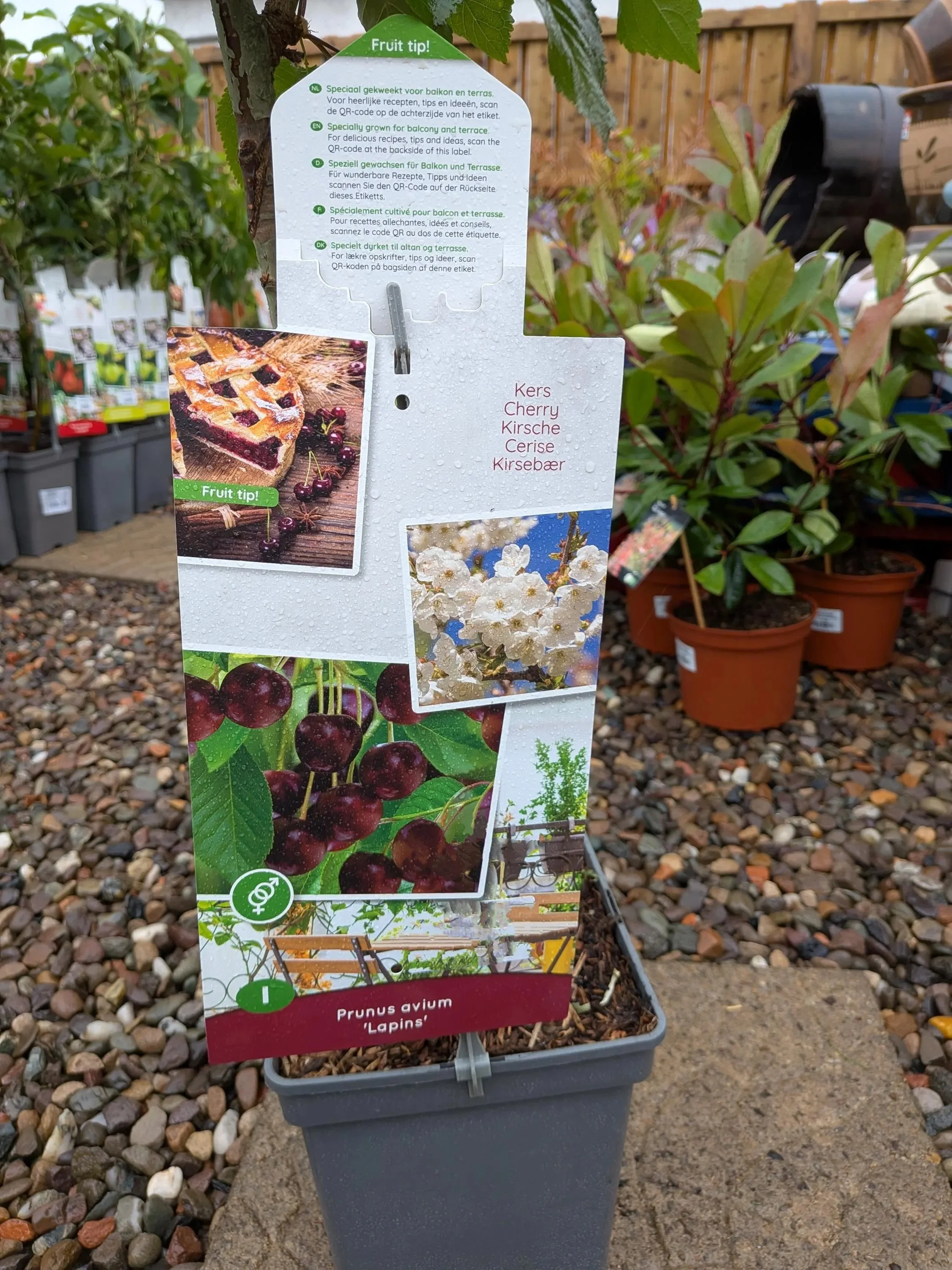 Patio_Fruit_Trees-7.jpg