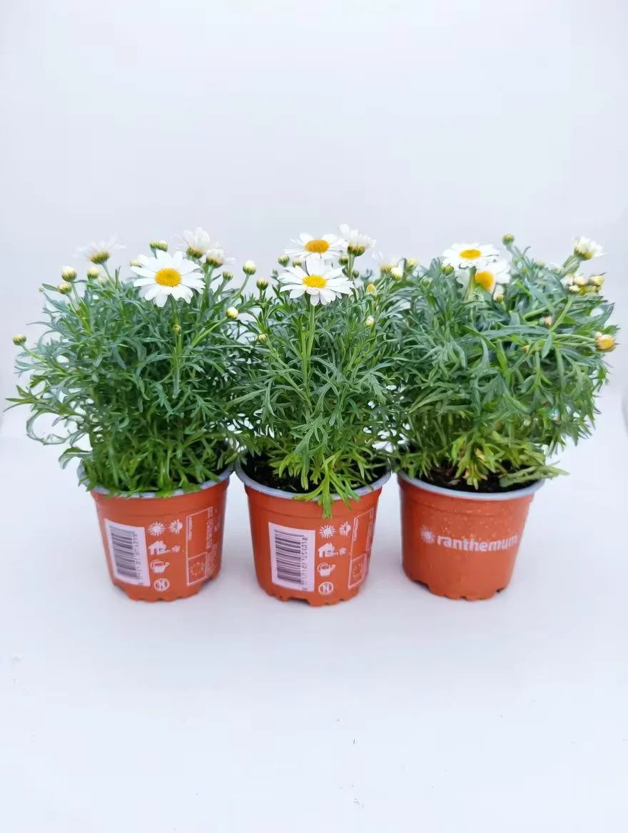 White_Marguerite_Daisy_Plant-2.jpg