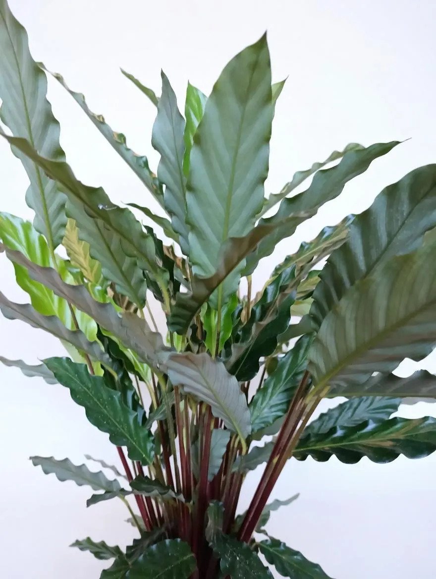 Calathea_Rufibarba-7.jpg