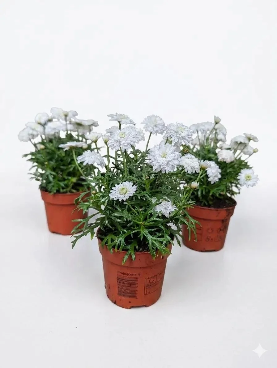 White_Chrysanthemum_Plants-1.jpg