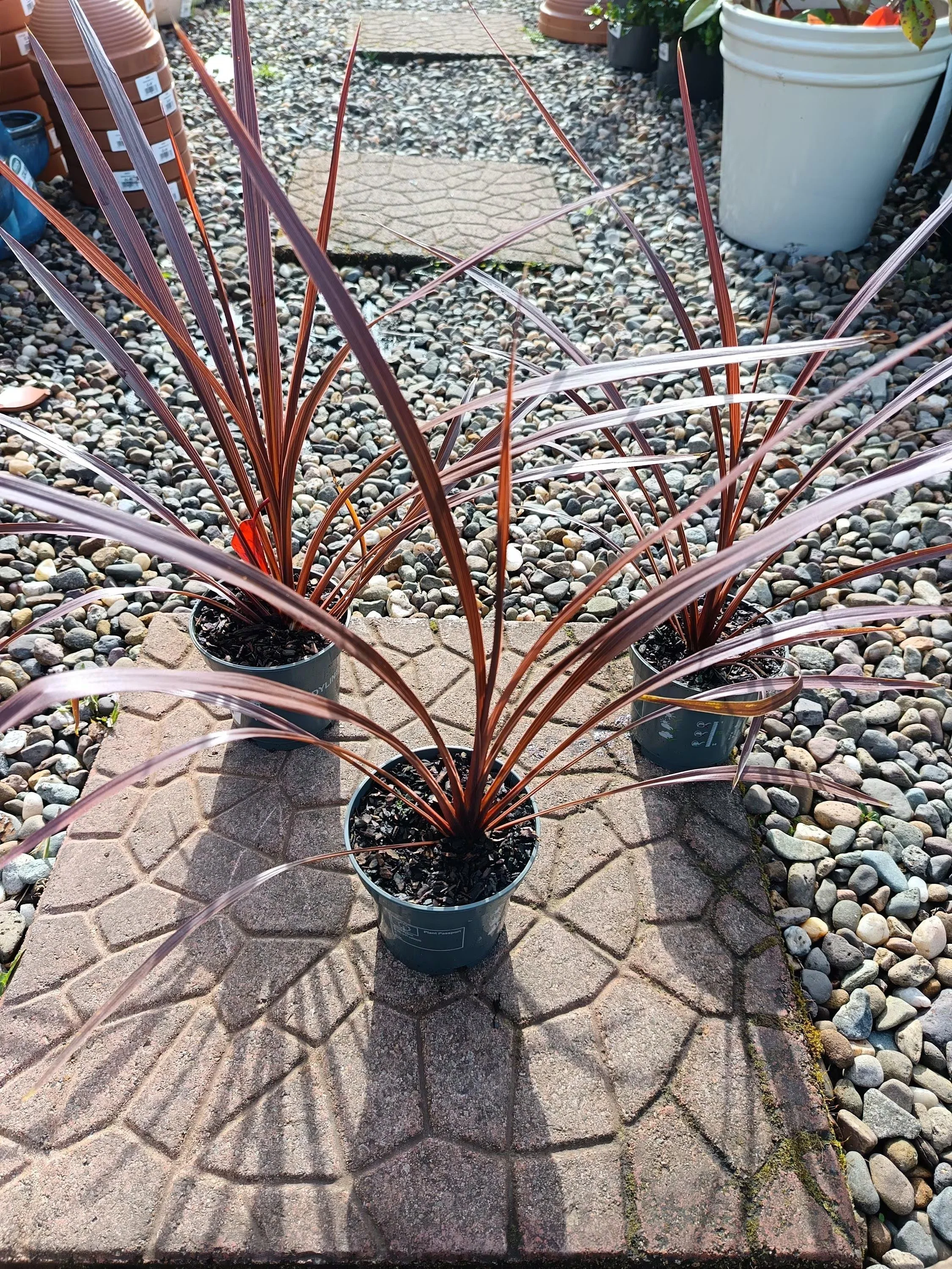 Cordyline_Australis_Red_Plant-3.jpg