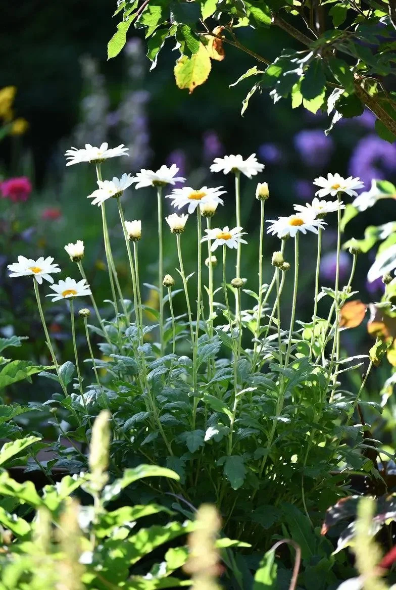 White_Shasta_Daisy_Plant-5.jpg