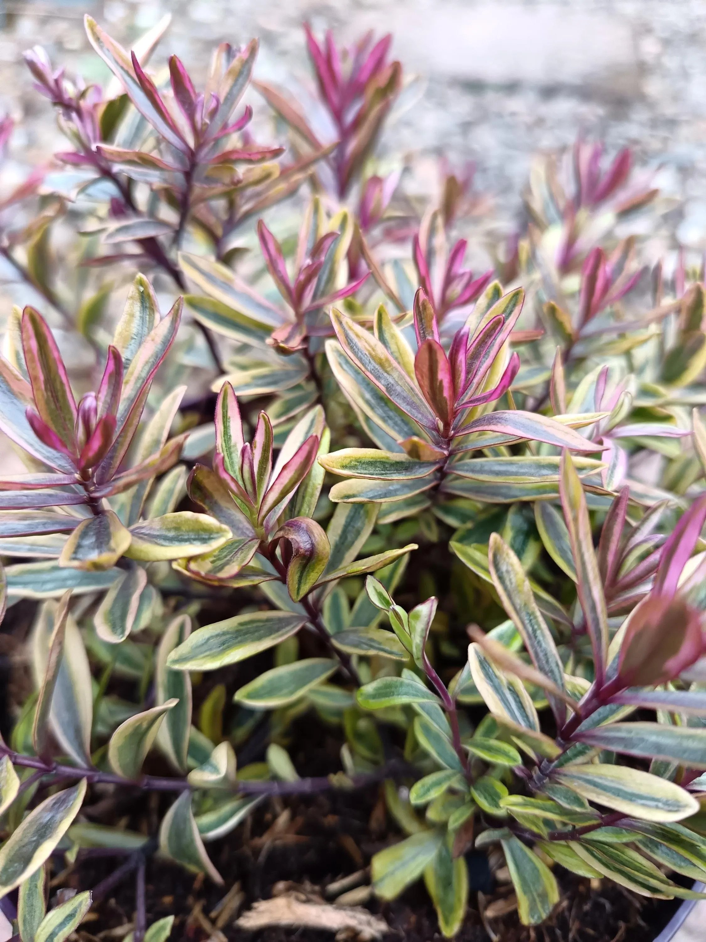 Hebe_Plant-9.jpg