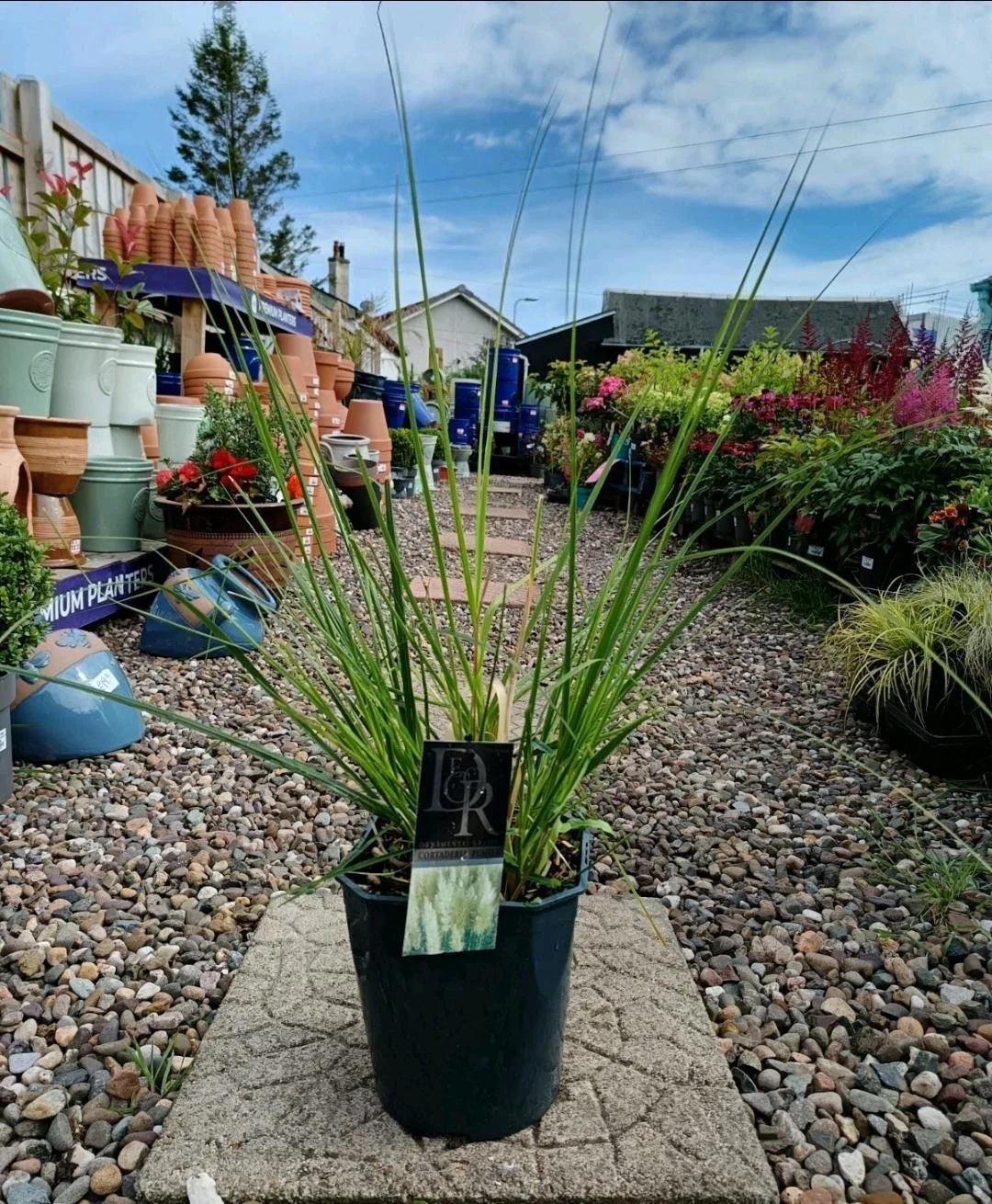 XL_Pampas_Grass_in_5L_Pot-3.jpg