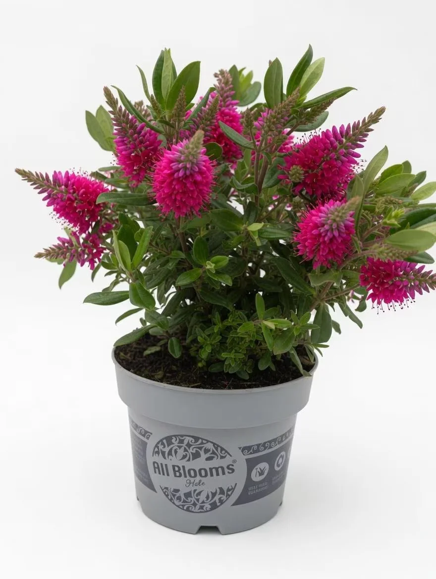 Hebe_Evergreen_Shrub_Plant-2L-3.jpg