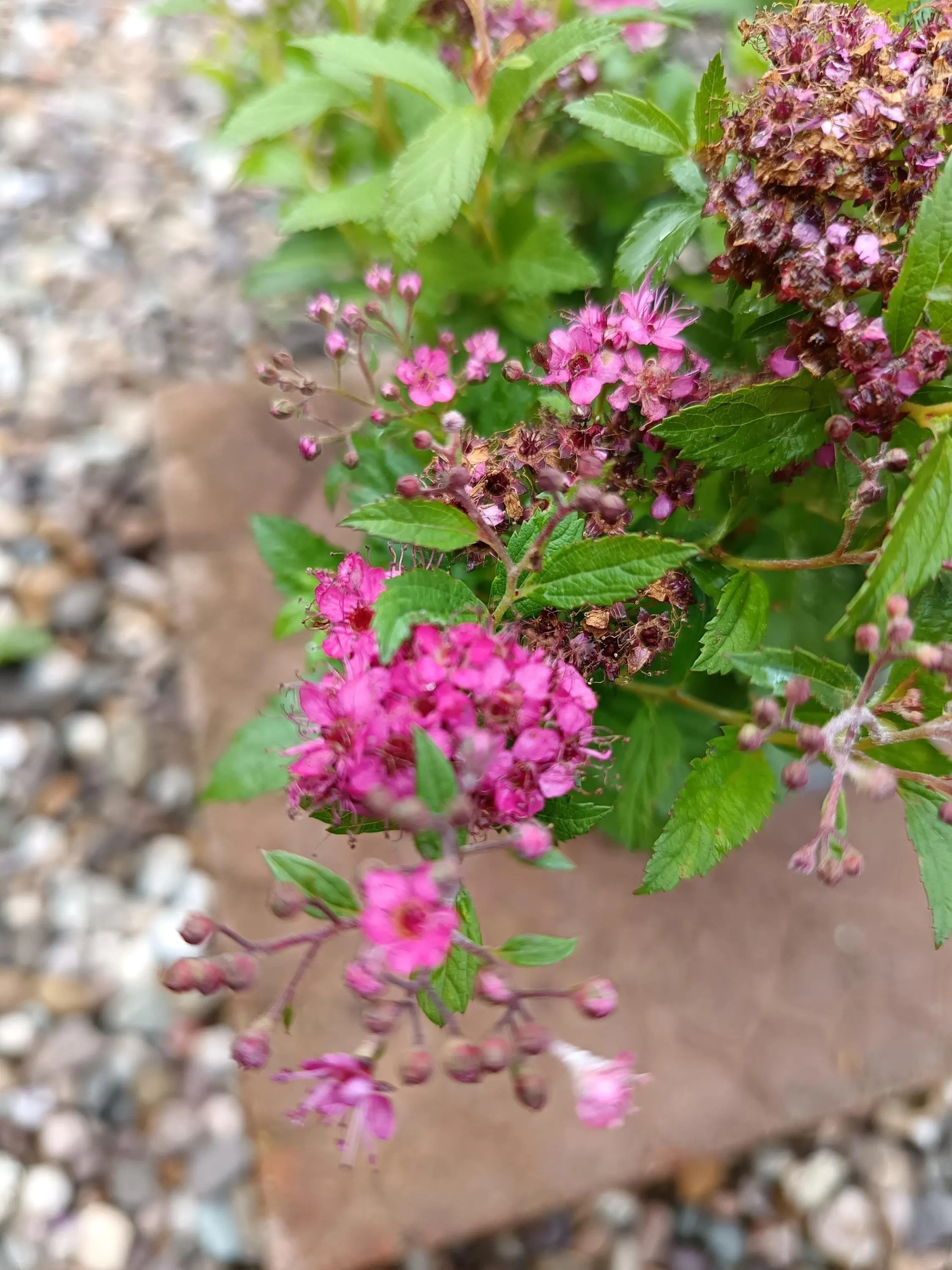 Spirea_Shrub-5.jpg