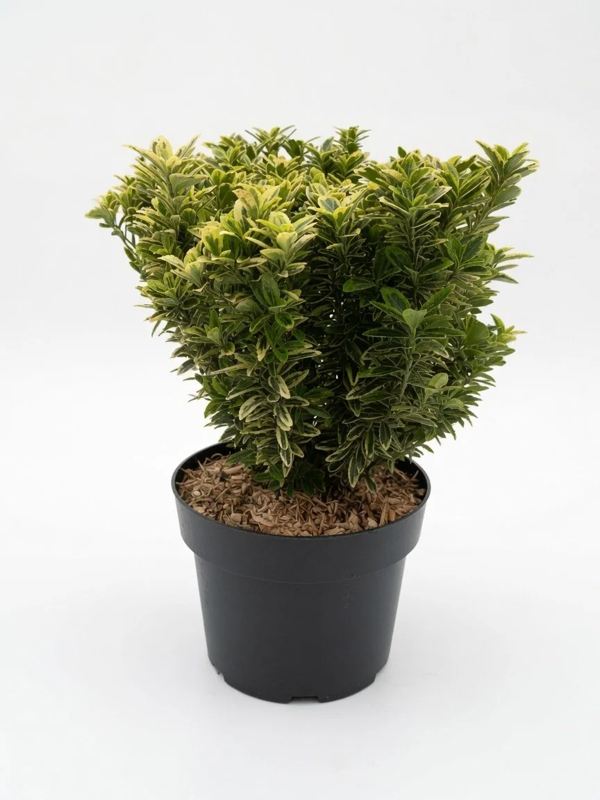Euonymus_5L-GOLD-2.jpg