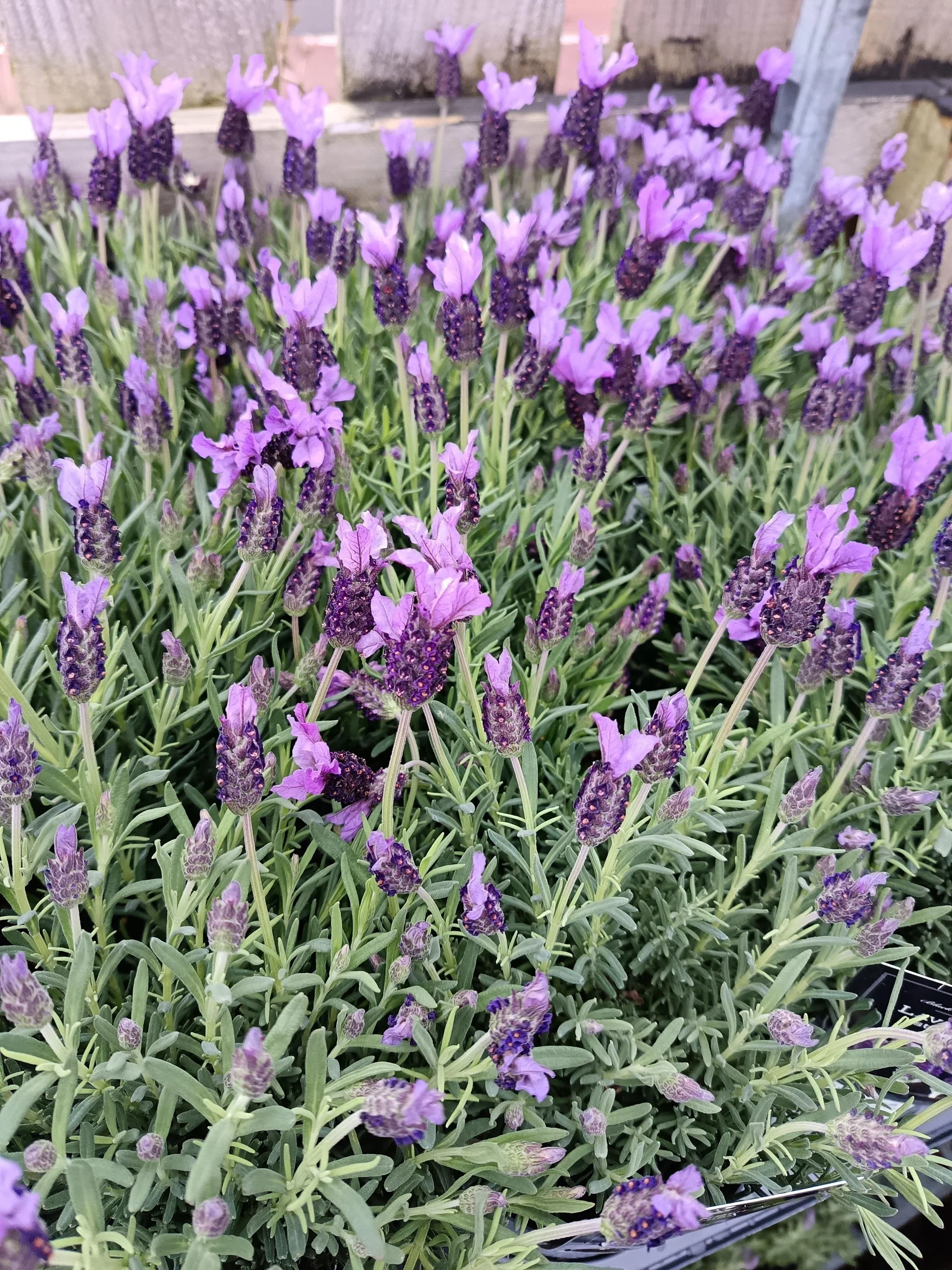 Lavender_Plant-5.jpg