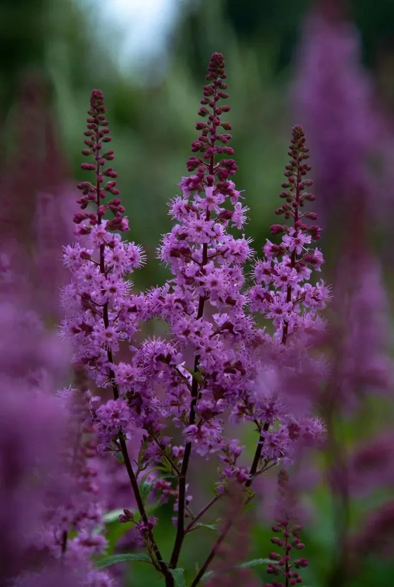 Astilbe_Plants-Purple-1.jpg