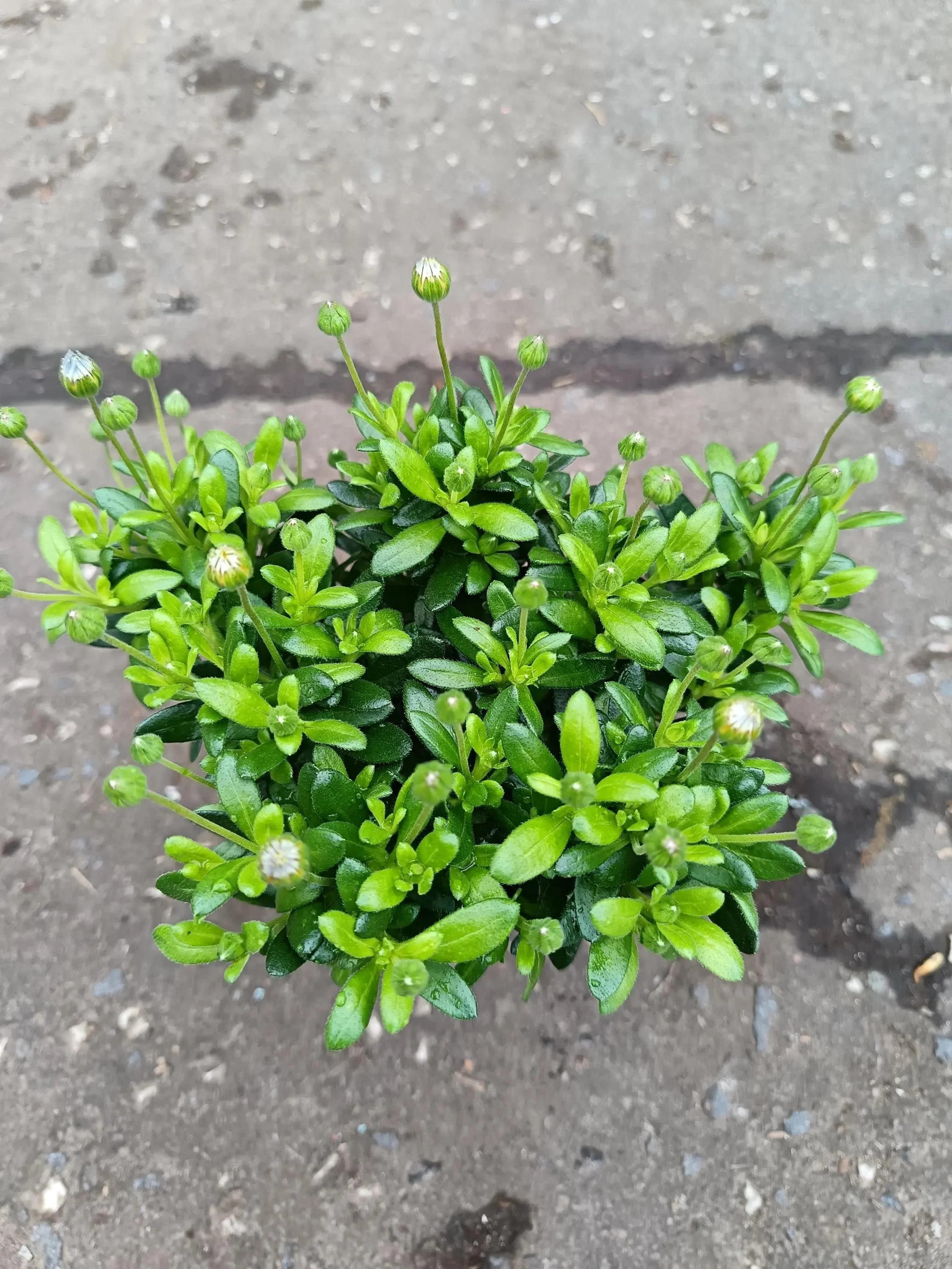 Felicia_Blue_Daisy_Plant-3.jpg