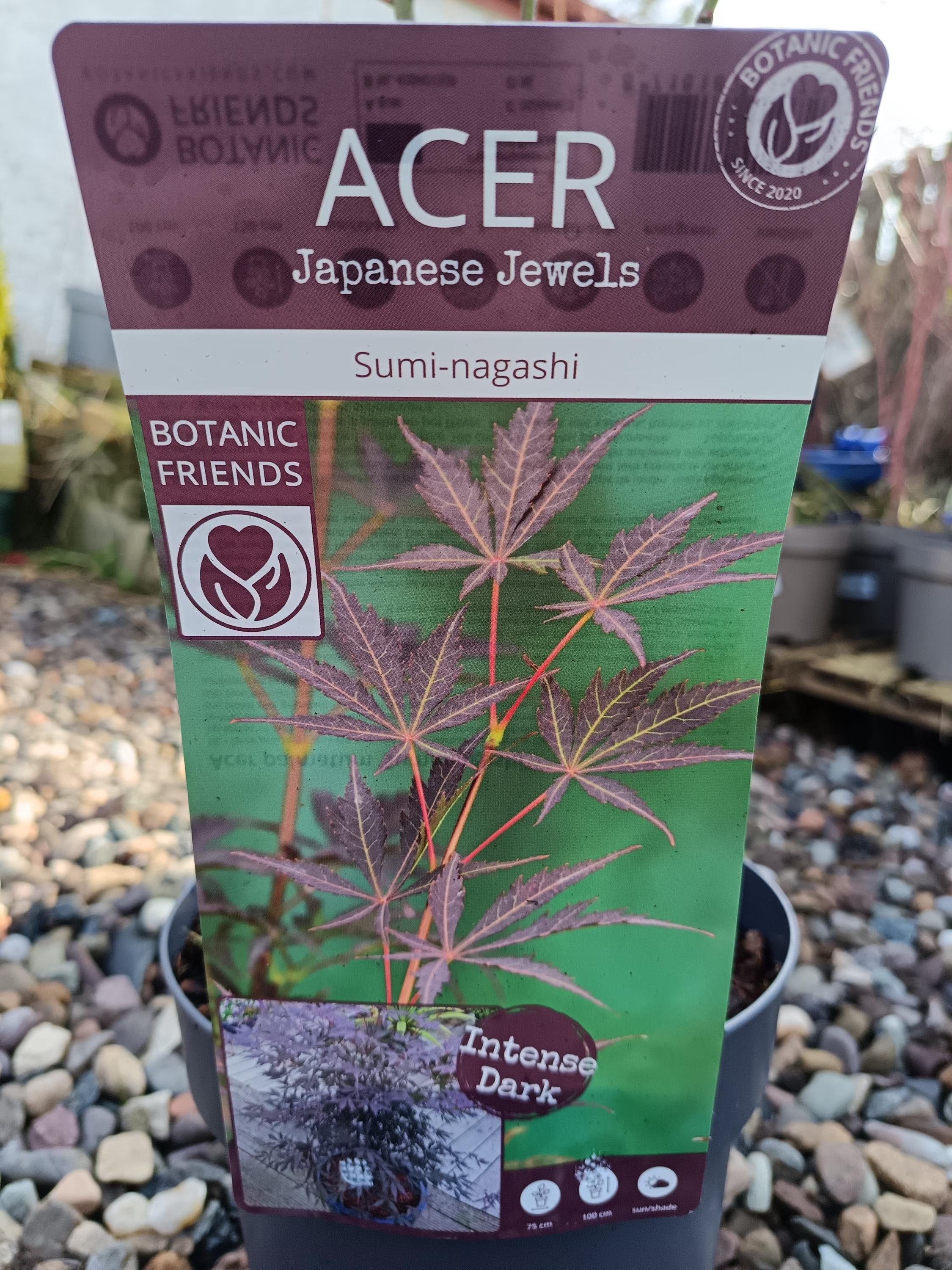 Acer_Sumi-1.jpg