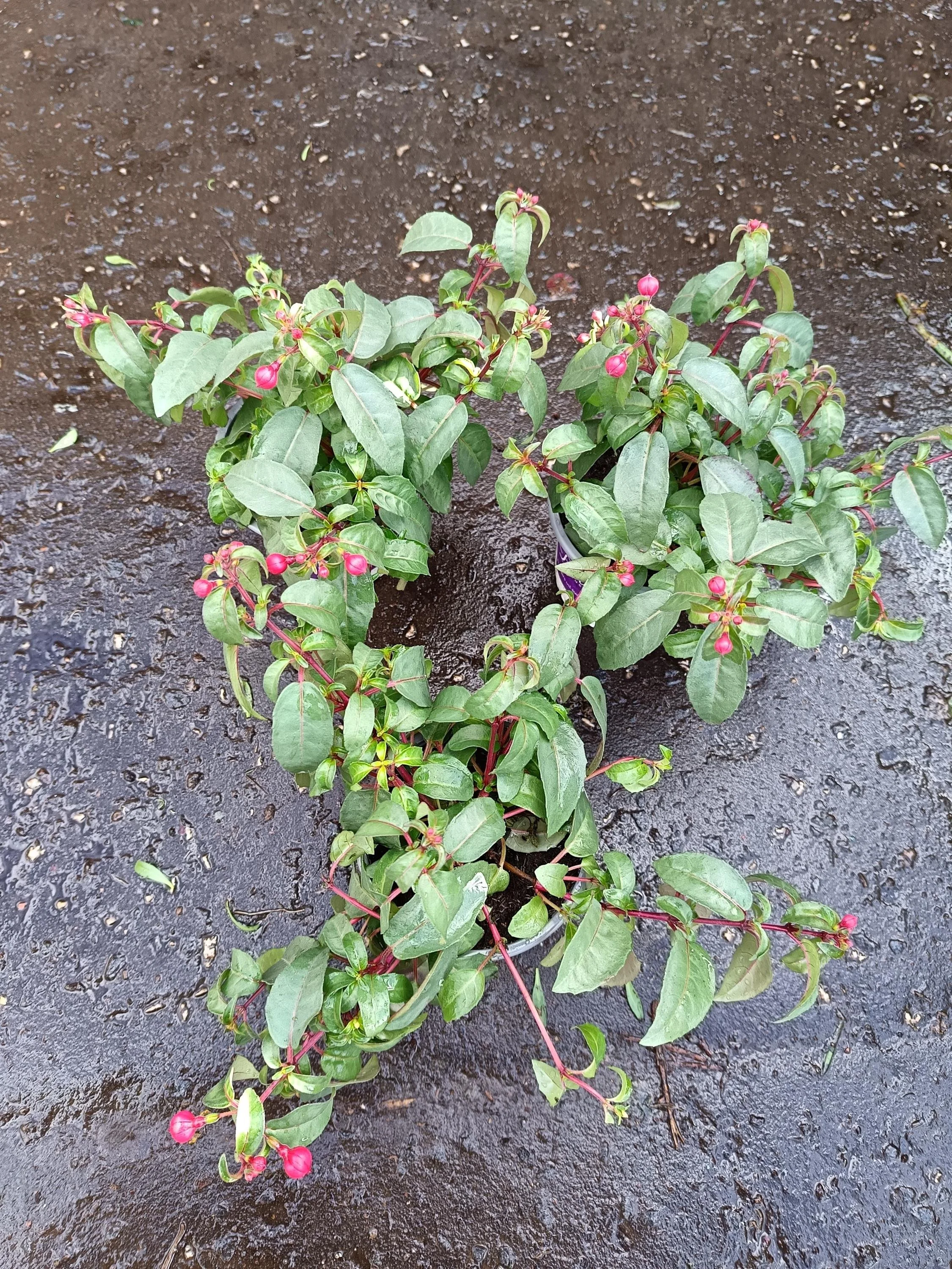 Fuchsia_Plants-9.jpg