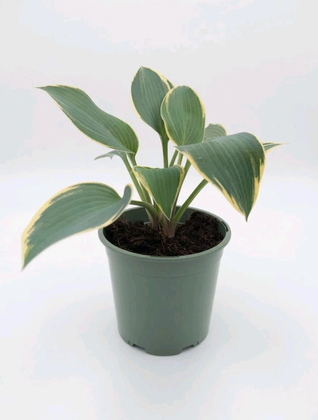 Hosta_Plant-3.jpg