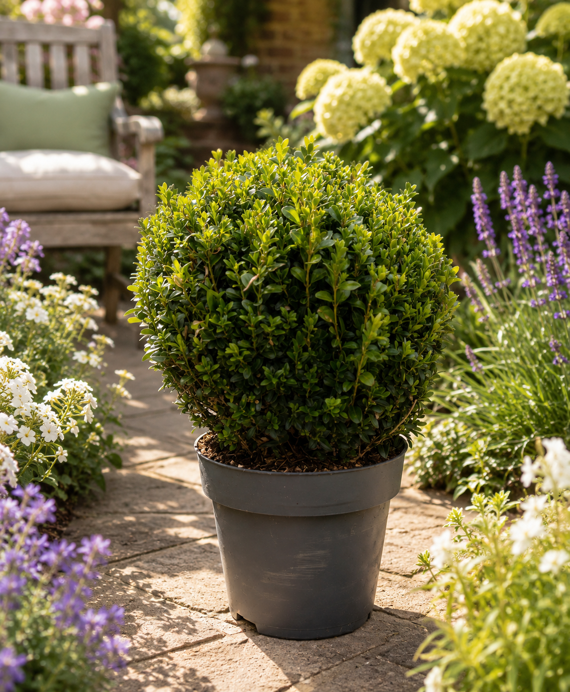 XL_Buxus-Lifestyle.png